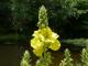 Verbascum phlomoides