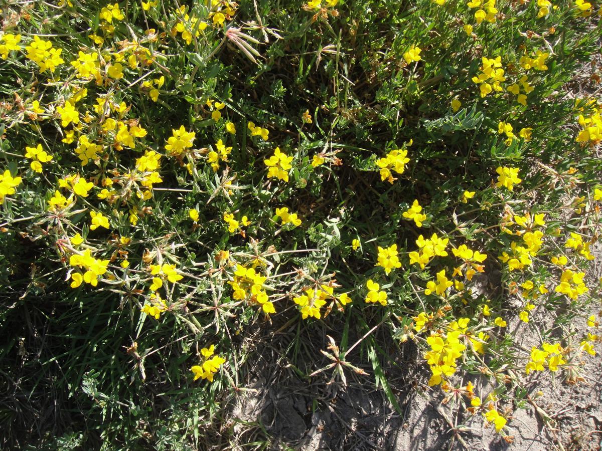 Foto Trébol Pata De Pájaro