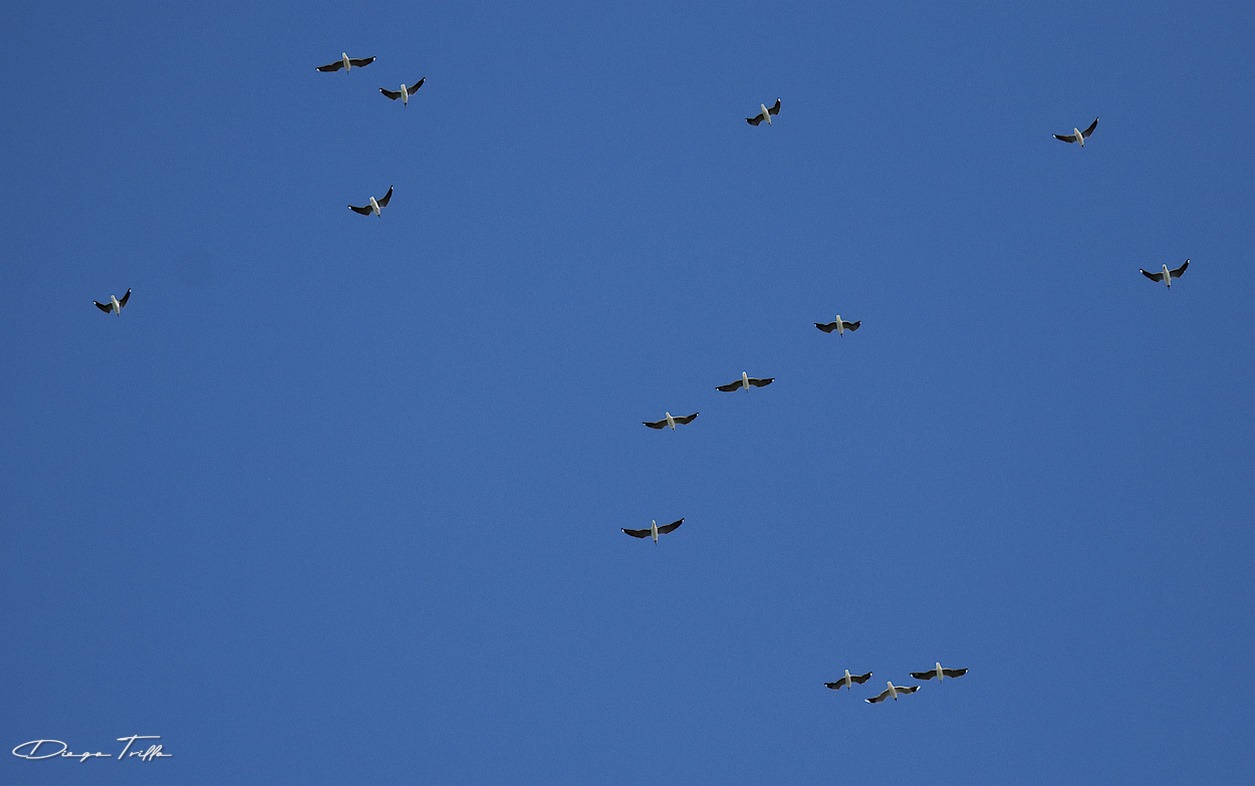 Foto Gaviota Capucho Gris