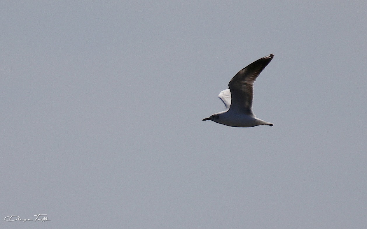 Foto Gaviota Capucho Gris