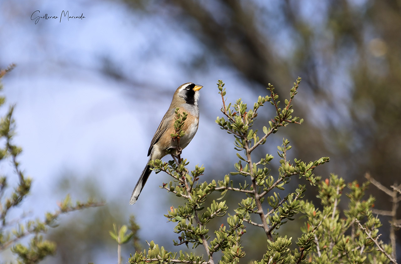 Photo Pepitero Chico