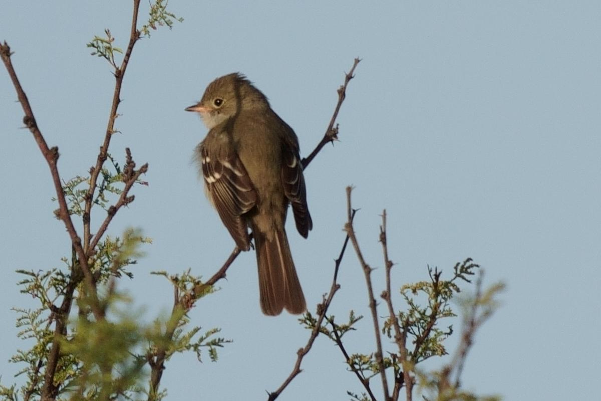 Foto Fiofío Pico Corto
