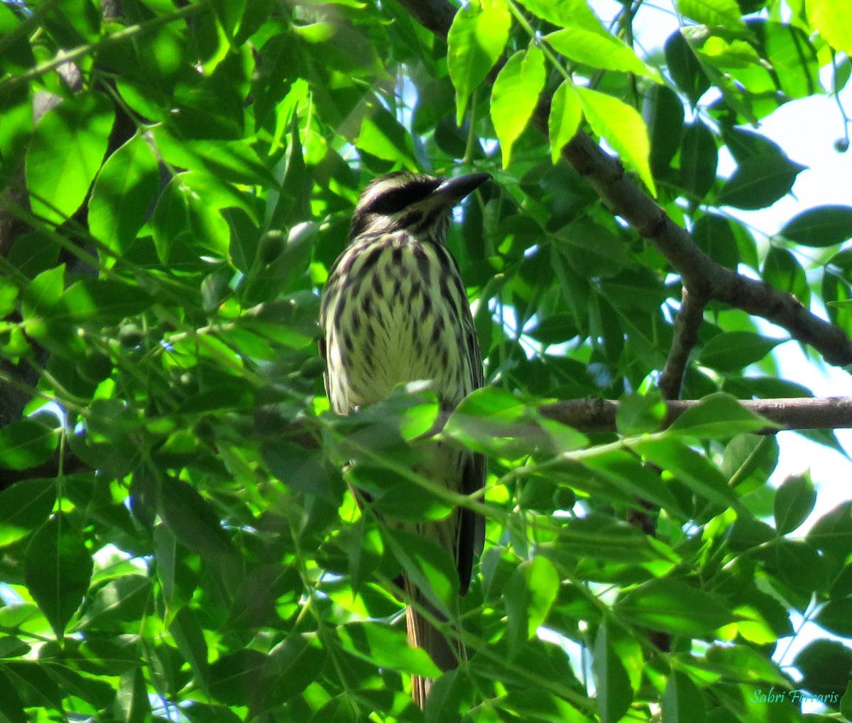 Foto Benteveo Rayado