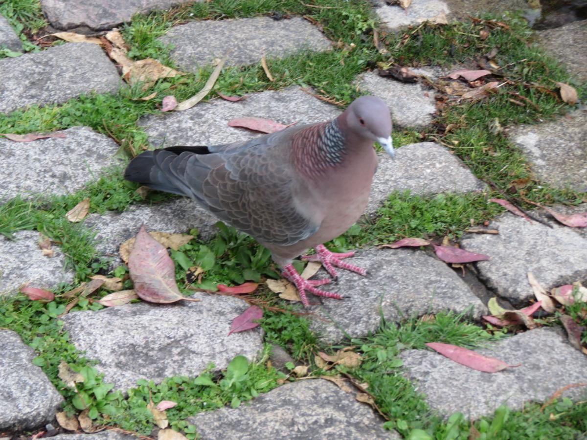 Photo Paloma Picazuró