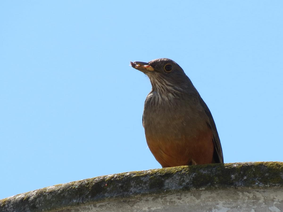 Foto Zorzal Colorado