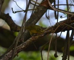 Foto Two-banded Warbler