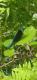 Calopteryx splendens