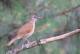 Turdus leucomelas