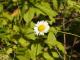 Leucanthemum vulgare