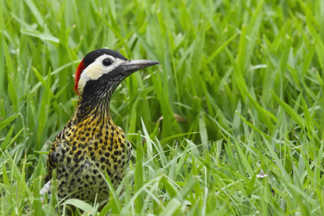 Foto Carpintero Real Común