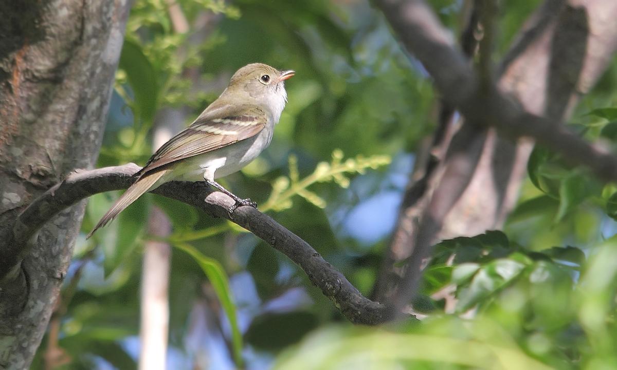 Foto Fiofío Pico Corto