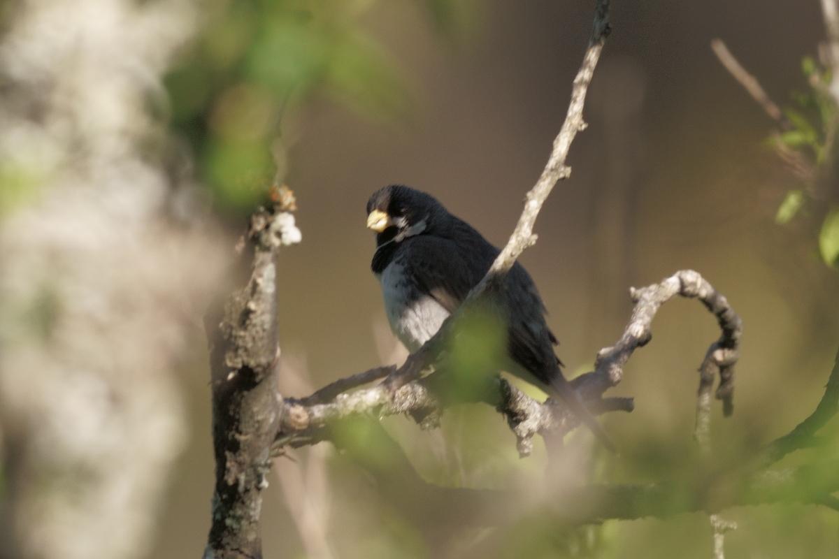 Photo Corbatita Común