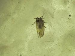 Ícono de la especie