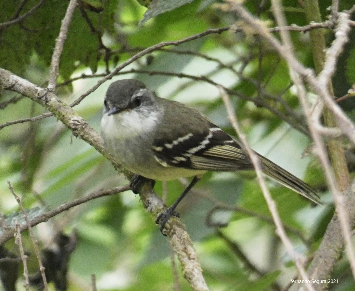 Foto Piojito Gargantilla