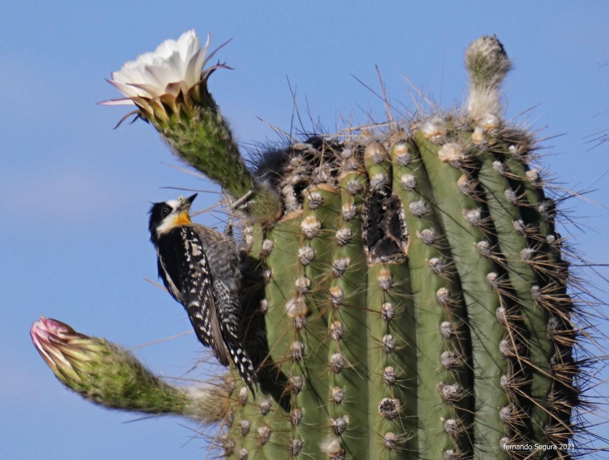 Foto Carpintero del Cardón