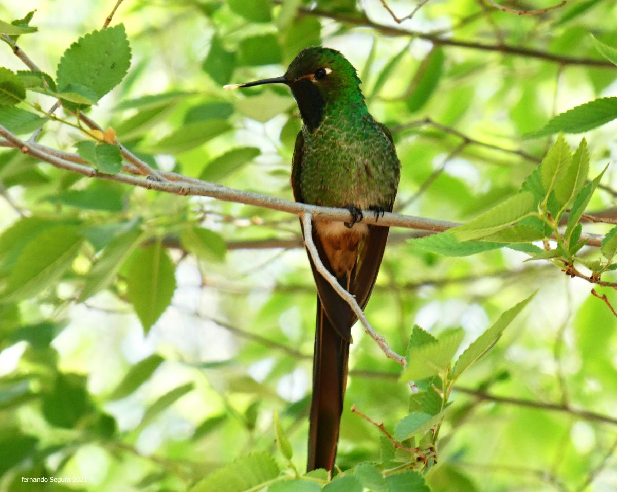 Foto Picaflor Cometa