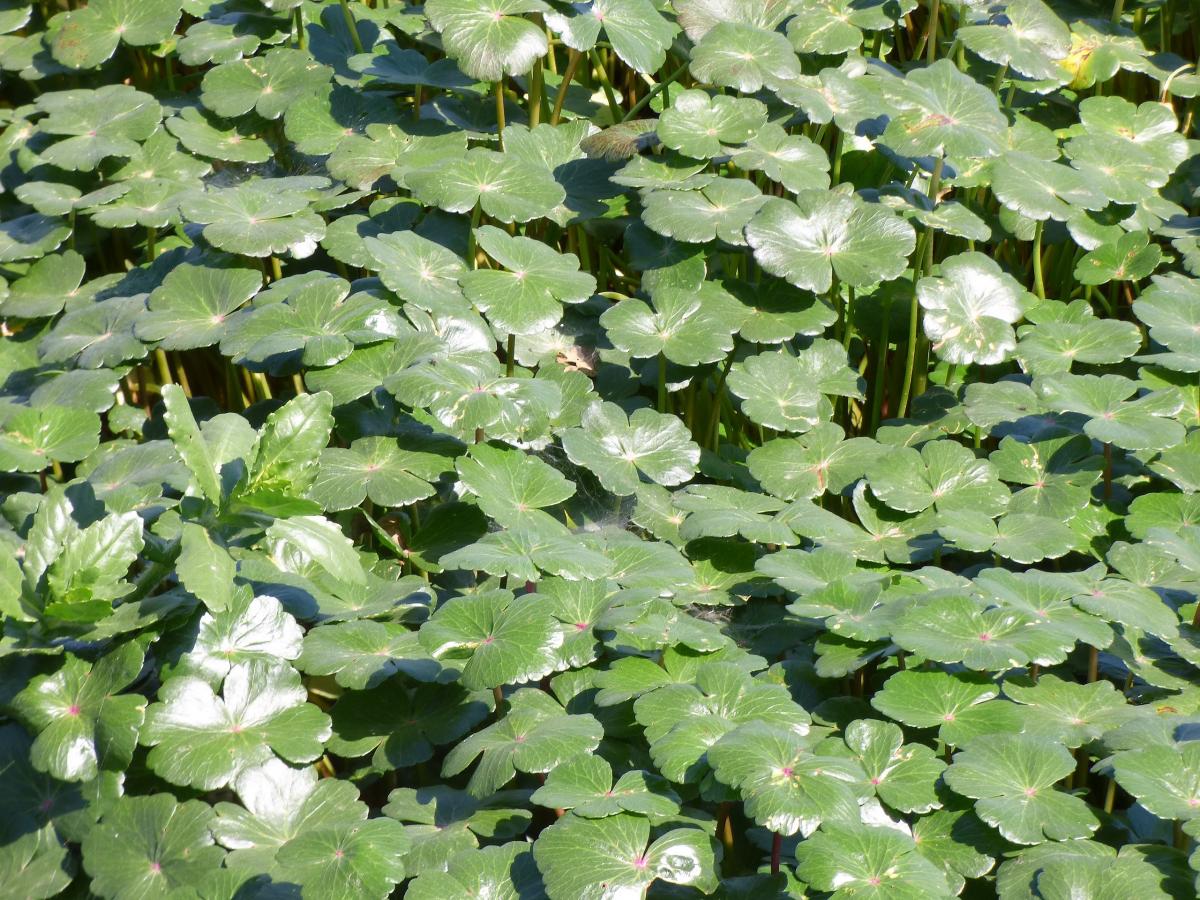Foto Redondita de Agua