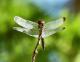 Erythrodiplax atroterminata