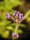 Verbena bonariensis