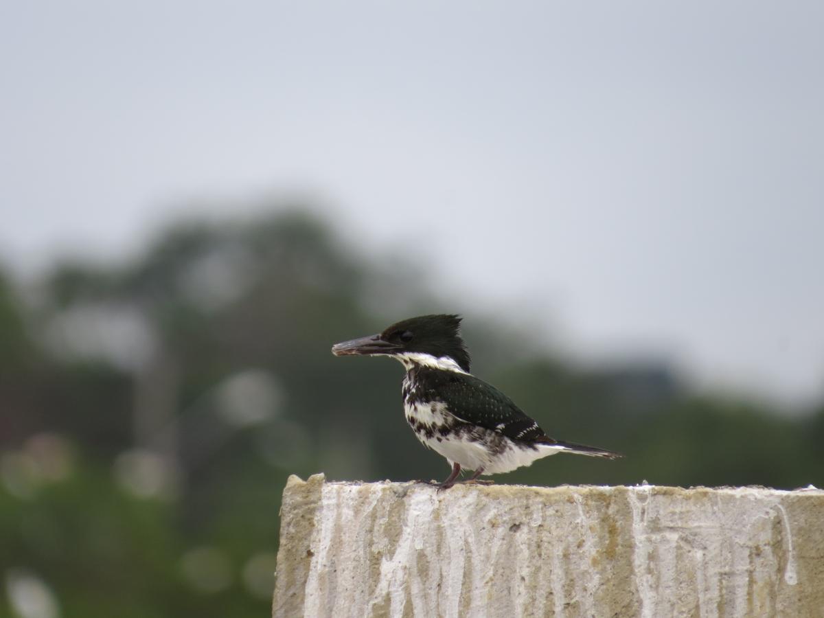 Foto Martín Pescador Chico