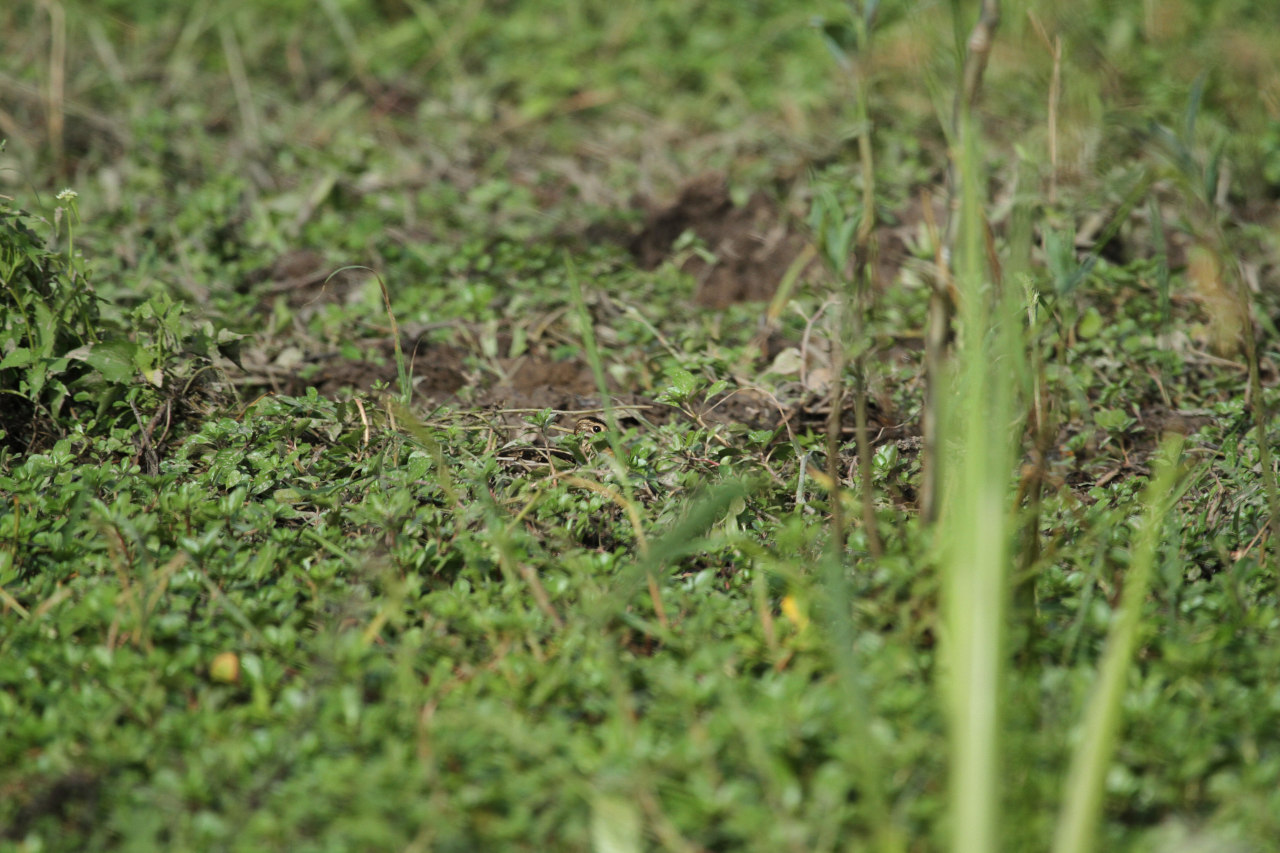 Foto Becasina Común