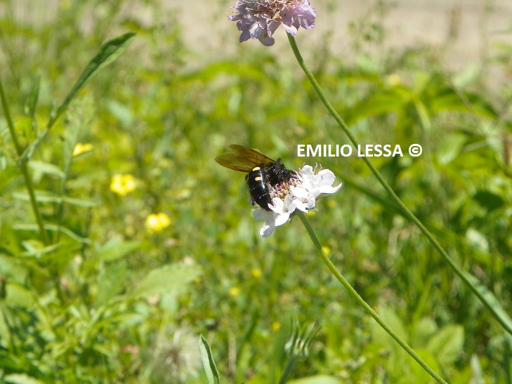 Foto Avispa Escólida