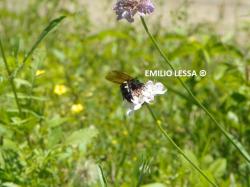 Foto Avispa Escólida