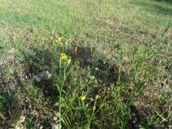 Foto Danzarina Grande