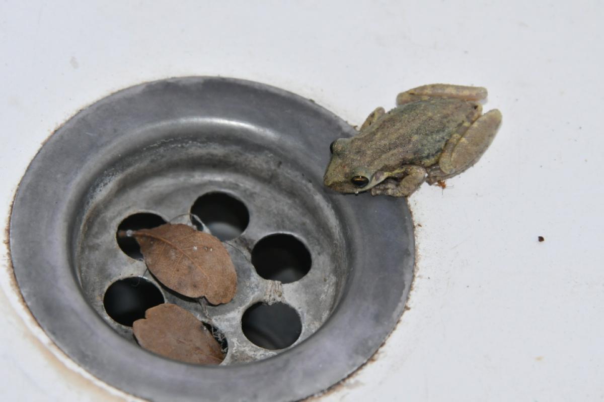 Foto Ranita Hocicuda de Pecho Manchado