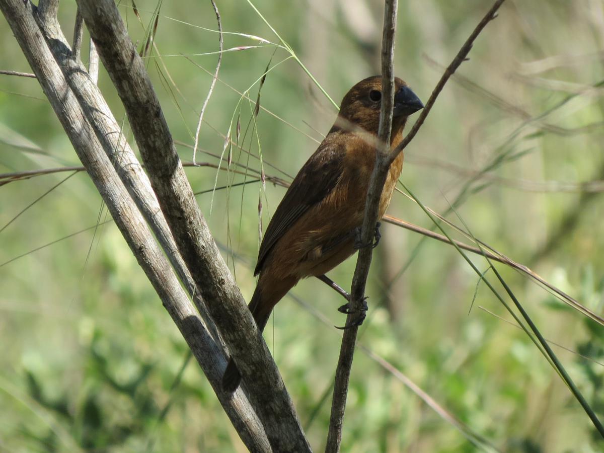 Foto Reinamora Chica