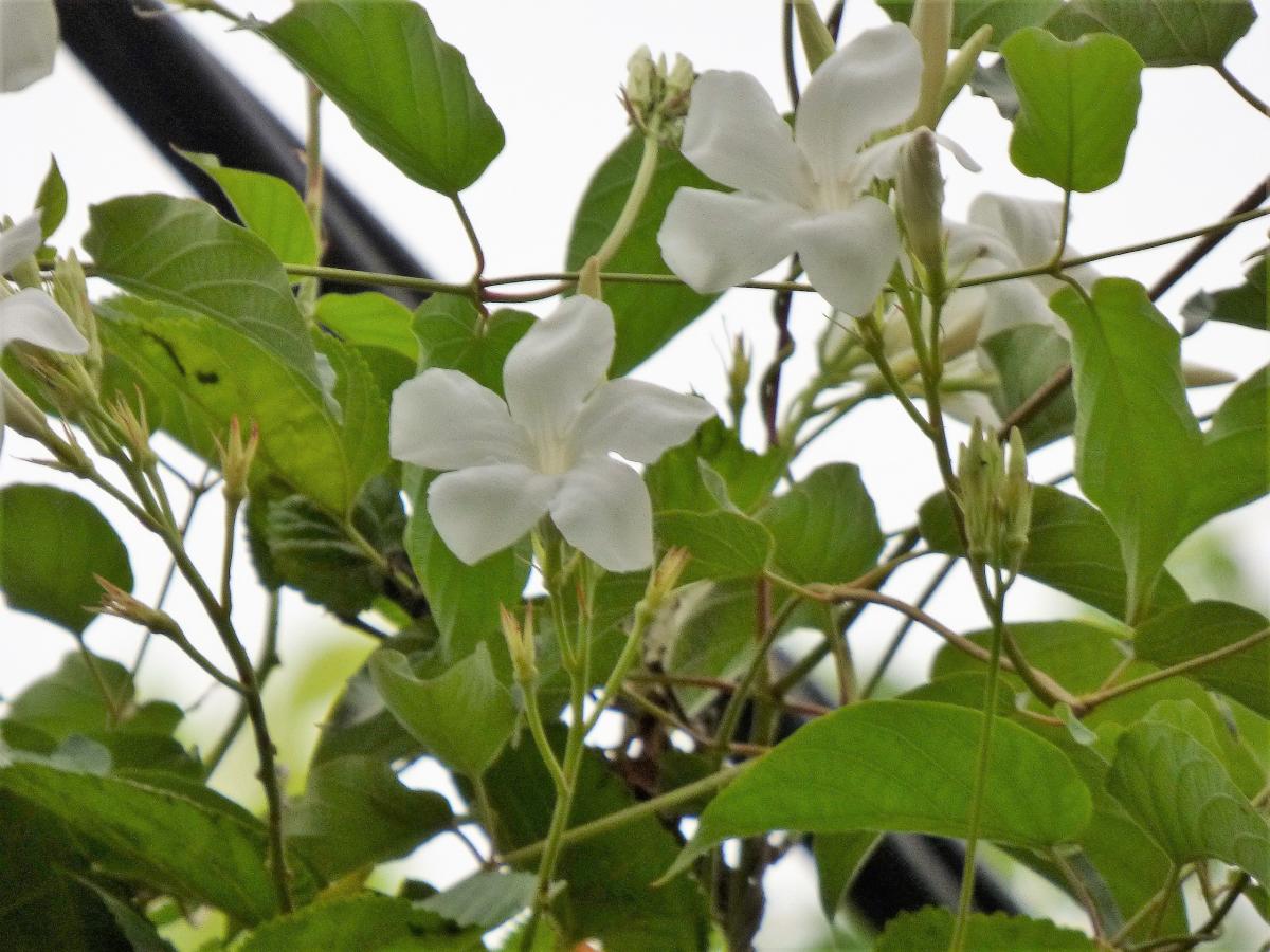 Foto Jazmín Serrano