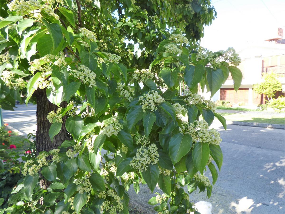 Foto Árbol De Las Pasas