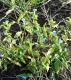 Commelina erecta
