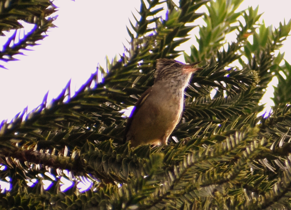 Foto Coludito de los Pinos