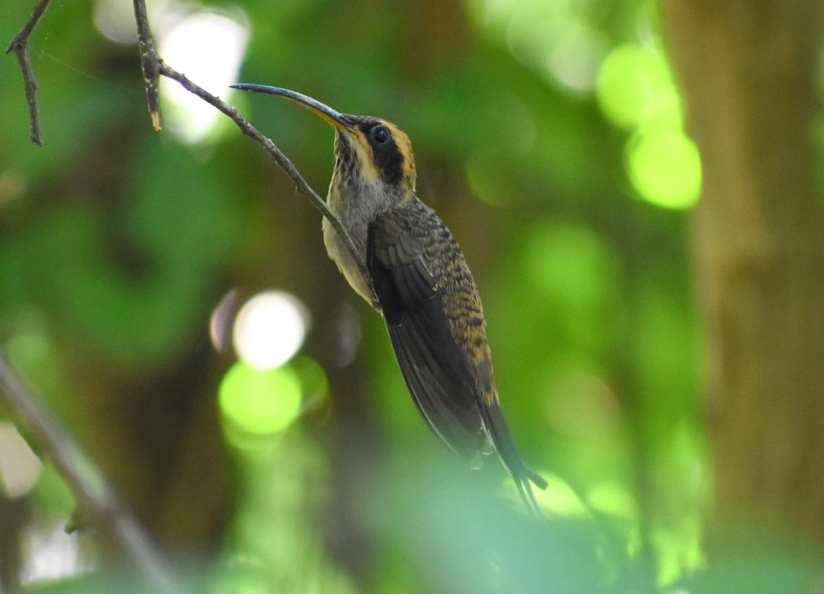 Foto Ermitaño Escamado