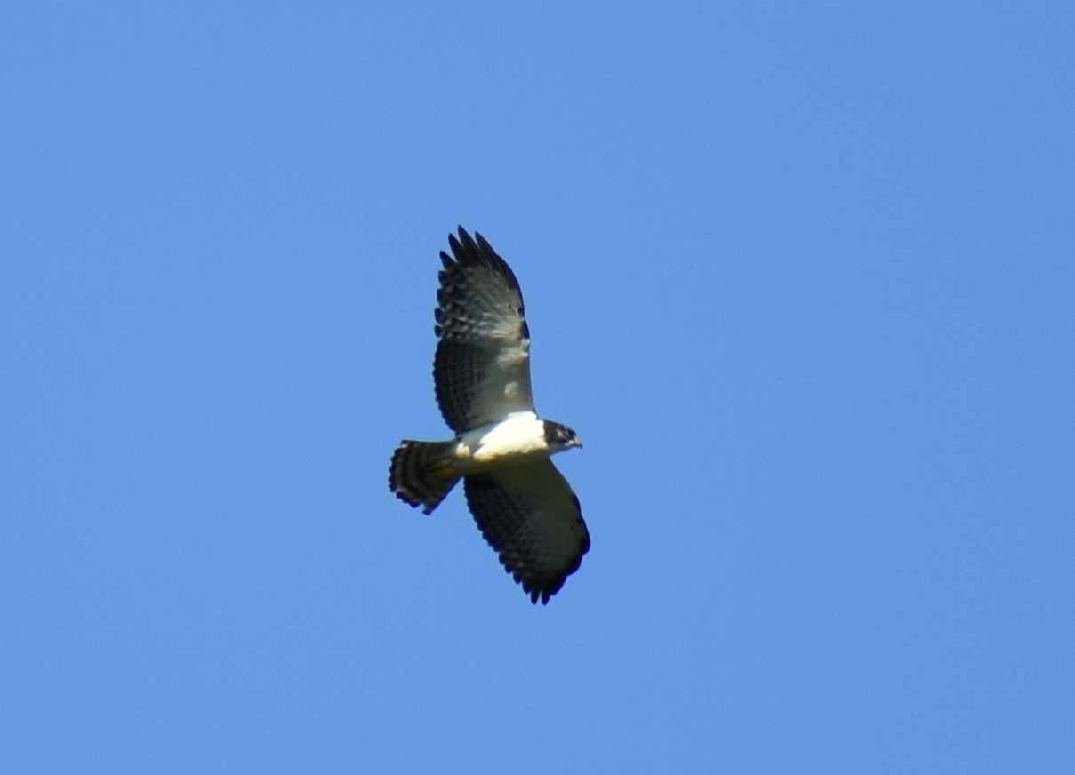 Photo Aguilucho Cola Corta