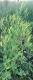 Melilotus officinalis