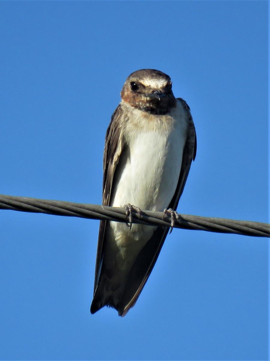 Photo Golondrina Rabadilla Canela