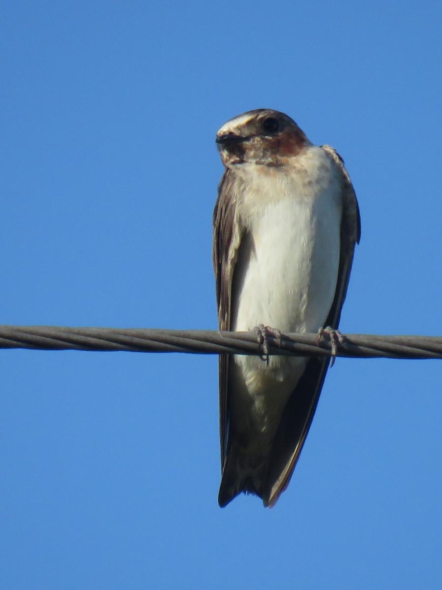 Photo Golondrina Rabadilla Canela