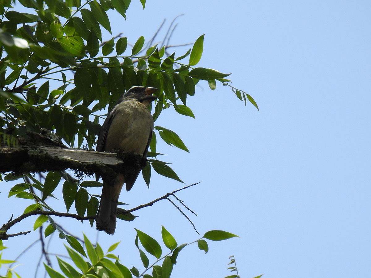 Foto Pepitero Picudo