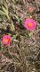 Portulaca cryptopetala