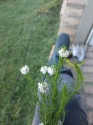  (Rachiptera limbata)