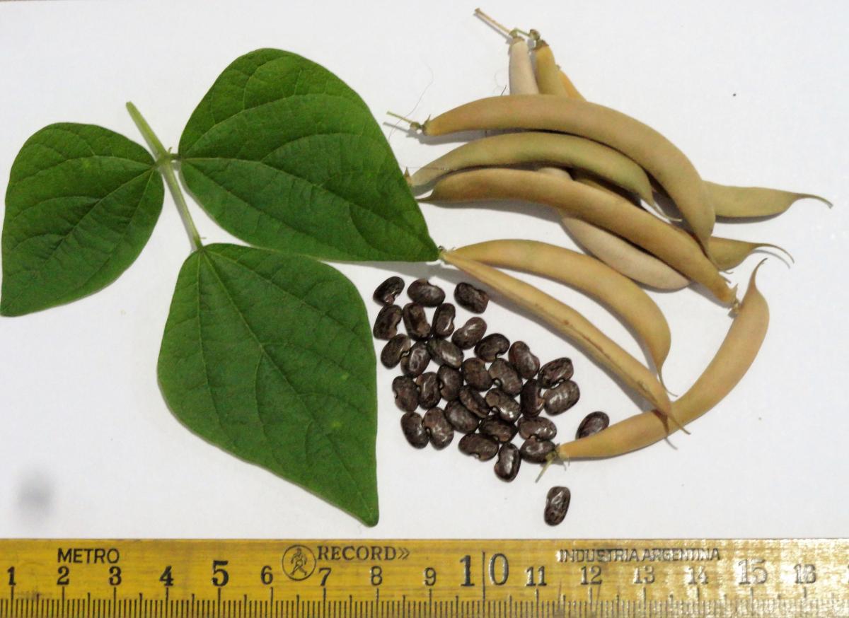 Foto Poroto Silvestre