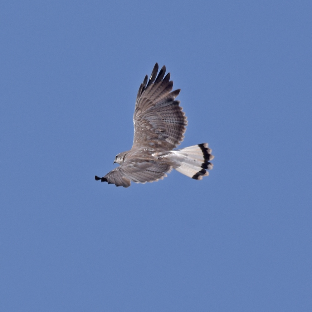 Foto Aguilucho Común