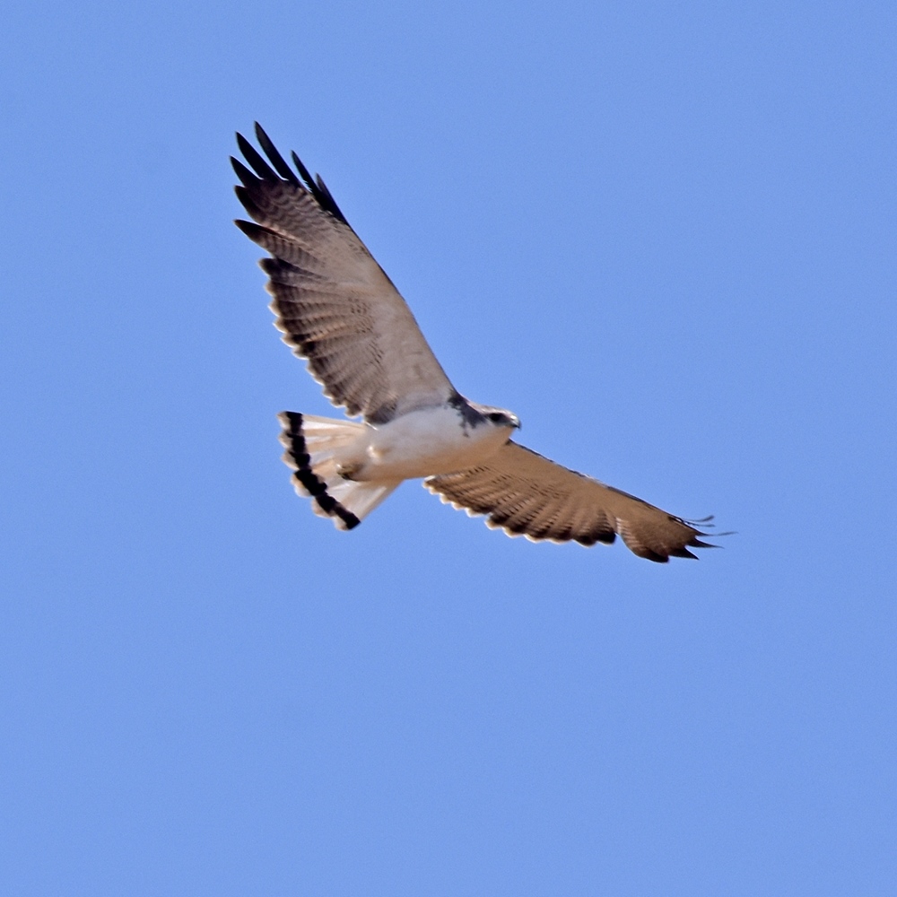 Foto Aguilucho Común