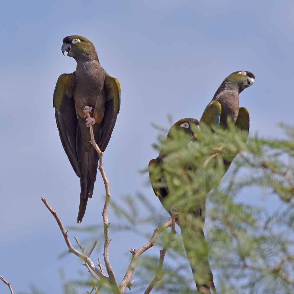 Foto Loro Barranquero