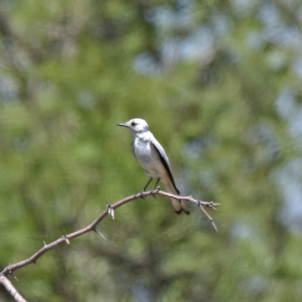 Foto Monjita Blanca