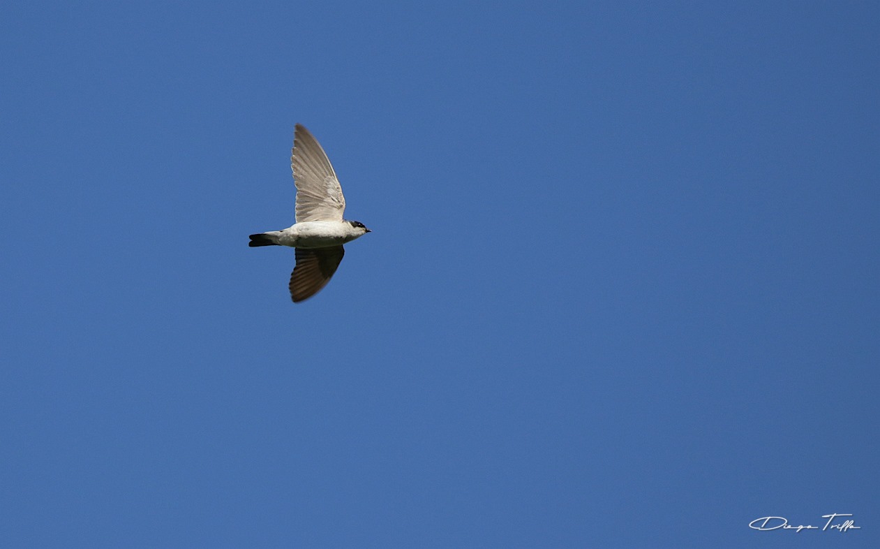 Foto Golondrina Ceja Blanca