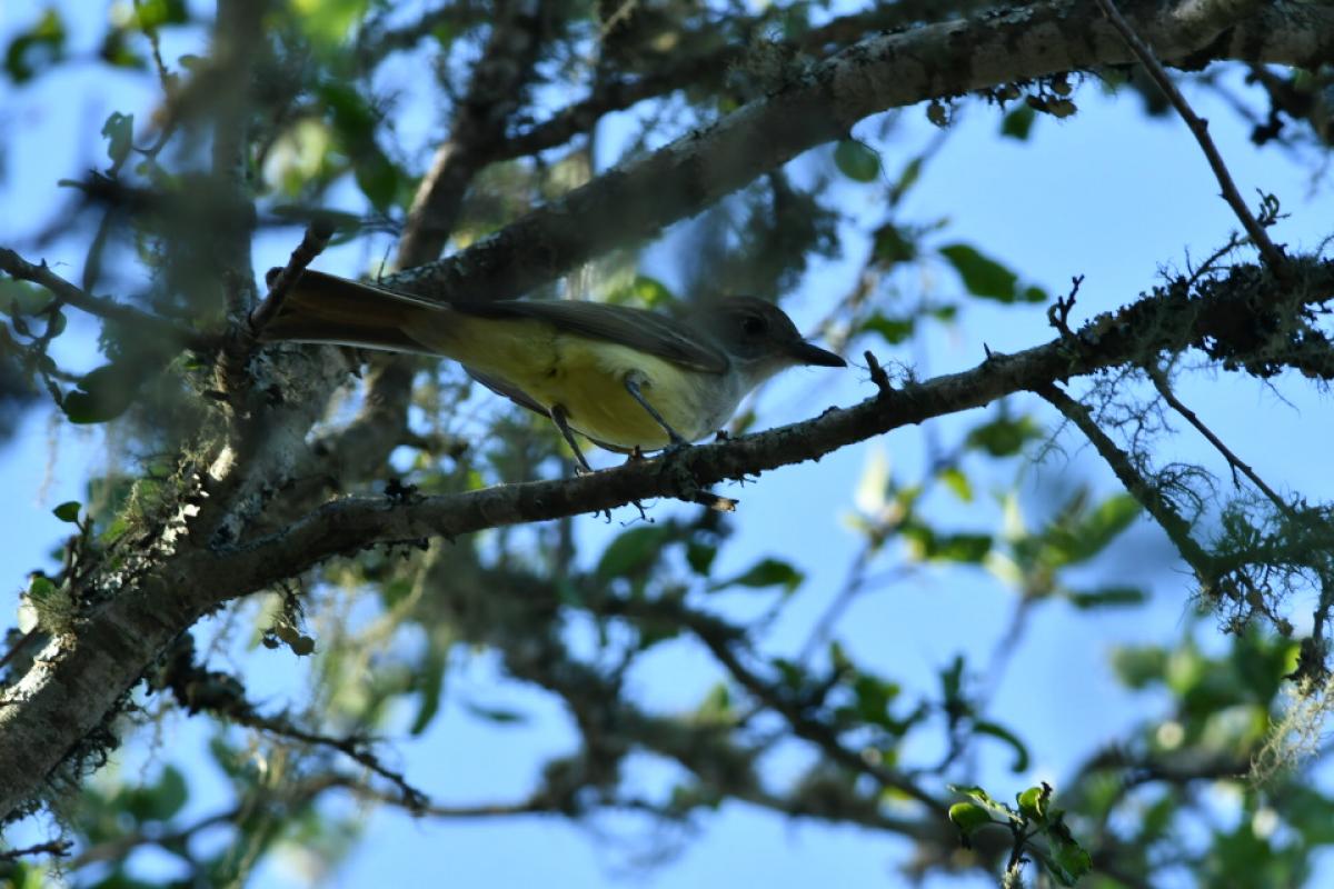 Photo Burlisto Cola Castaña