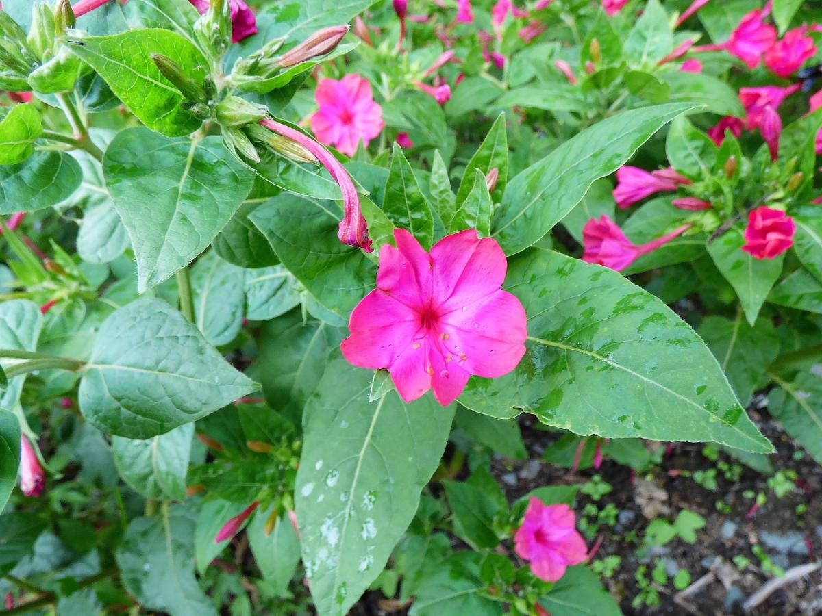 Foto Dondiego De Noche